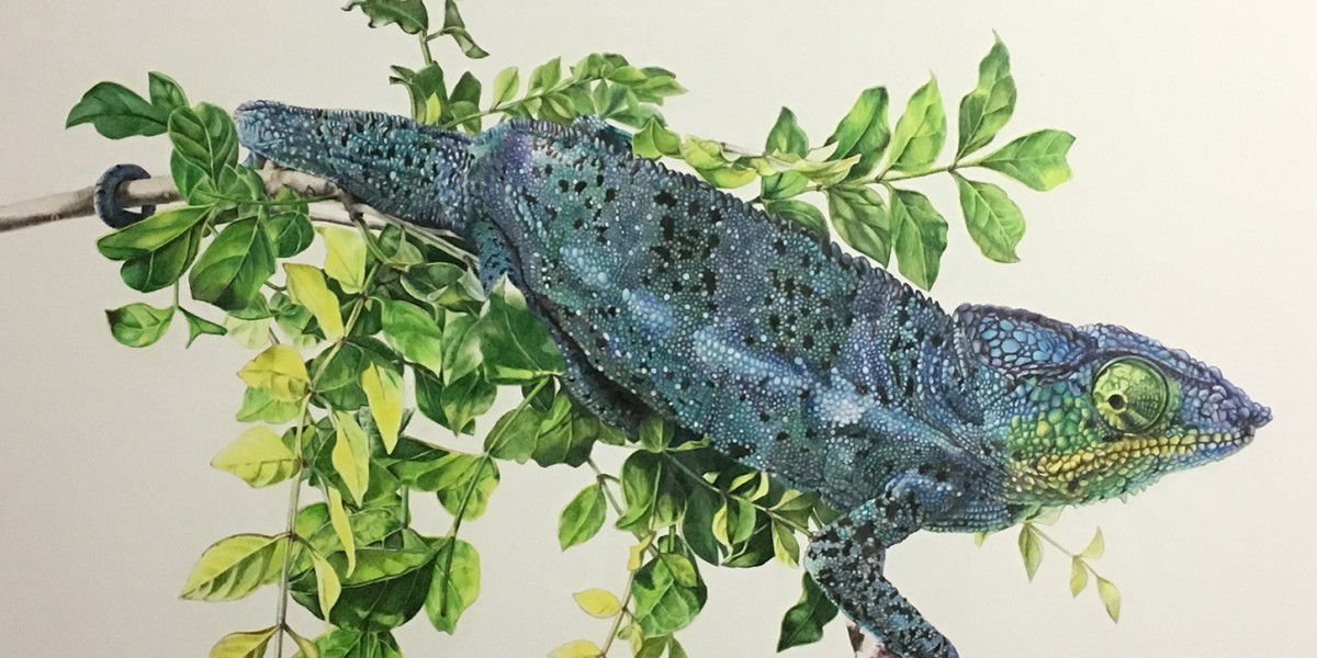 Panther chameleon